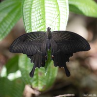 Papilio helenus Linnaeus, 1758